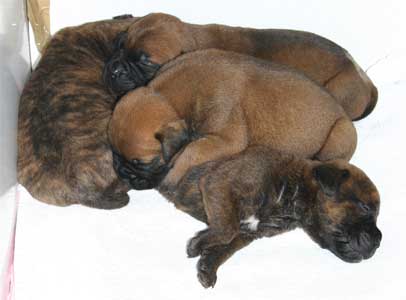 El arte de criar perros de raza, Solidez de un programa de cria, Castro-Castalia Bullmastiffs
