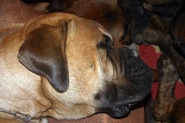 El arte de criar perros de raza, Endogamia y exogamia, Castro-Castalia Bullmastiffs