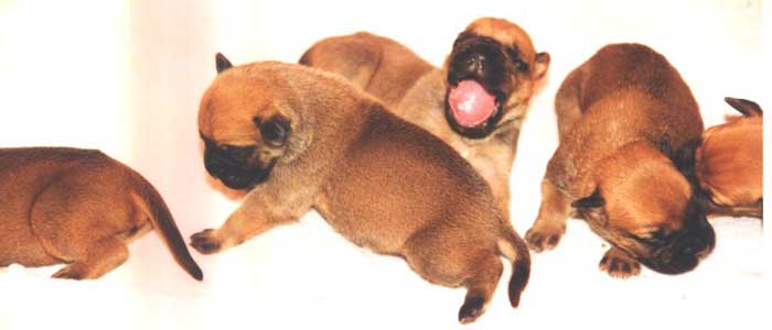 Cachorros de la Camada B de Castro-Castalia Bullmastiffs