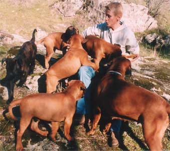 Chris y los Cachorros de la Camada N de Castro-Castalia Bullmastiffs