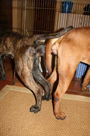 El arte de criar perros de raza, monta natural, Castro-Castalia Bullmastiffs