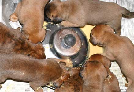 Cuidado de los Cachorros Huerfanos, Castro-Castalia Bullmastiffs