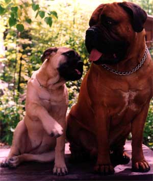 Manual del cachorro, Socializacion de un cachorro, Castro-Castalia Bullmastiffs