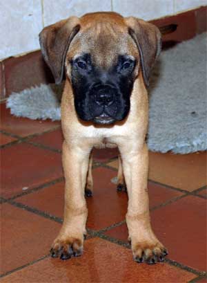 Panosteitis canina, incidencia de la enfermedad en la raza Bullmastiff, Castro-Castalia Bullmastiffs