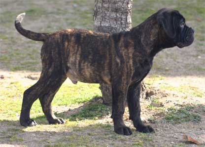 Manual del cachorro, el crecimiento de un Bullmastiff, Castro-Castalia Bullmastiffs