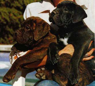El arte de Criar perros de raza, control de los desordenes geneticos, Castro-Castalia Bullmastiffs